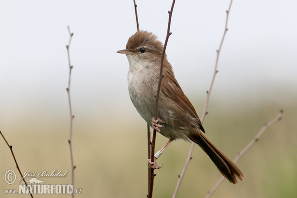 Cetti's Warbler (Cettia cetti)