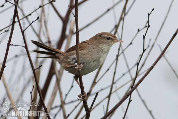 Cetti's Warbler (Cettia cetti)