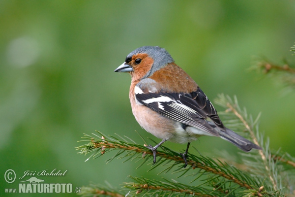 Chaffinch (Fringilla coelebs)