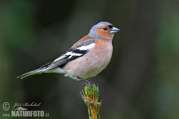 Chaffinch (Fringilla coelebs)