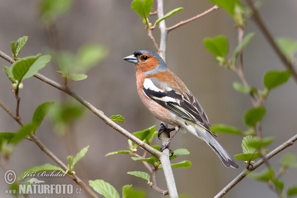 Chaffinch (Fringilla coelebs)