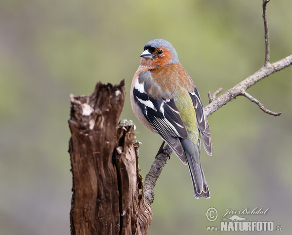 Chaffinch (Fringilla coelebs)