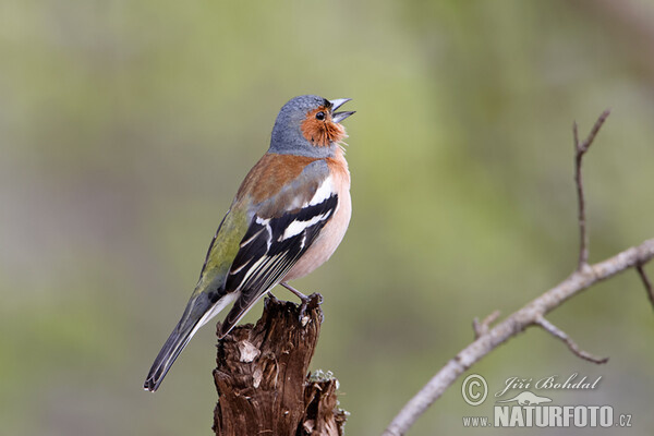 Chaffinch (Fringilla coelebs)