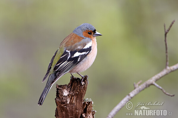 Chaffinch (Fringilla coelebs)