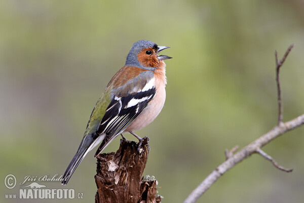 Chaffinch (Fringilla coelebs)