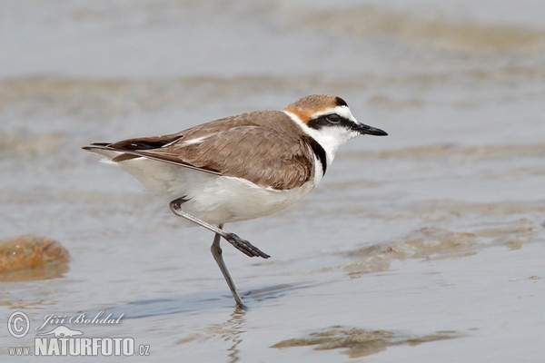 Charadrius alexandrinus