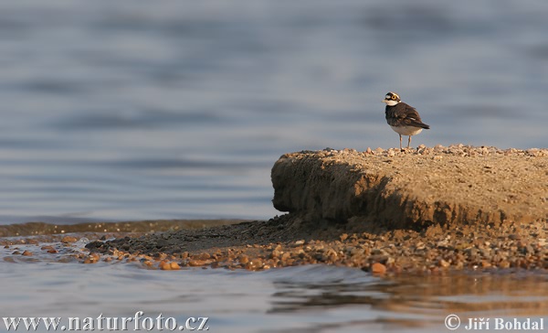 Charadrius dubius