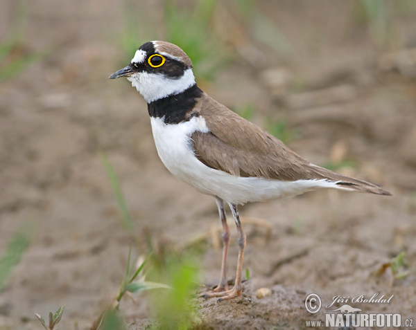 Charadrius dubius