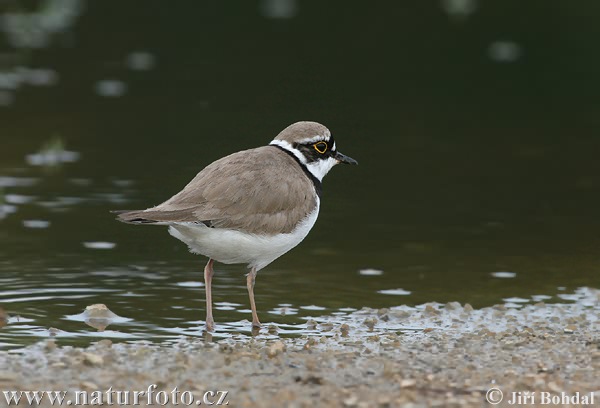 Charadrius dubius