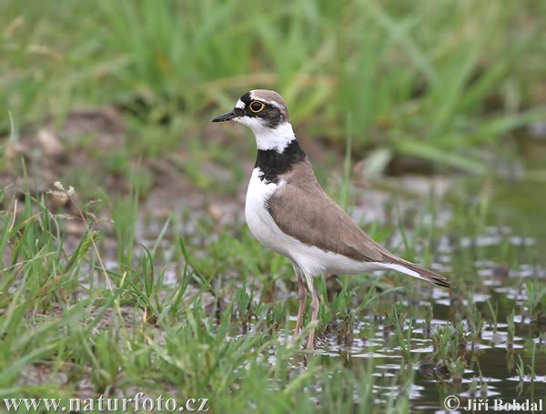 Charadrius dubius