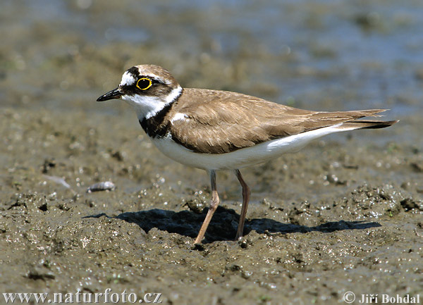 Charadrius dubius