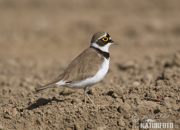 Charadrius dubius