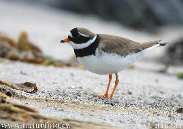 Charadrius hiaticula