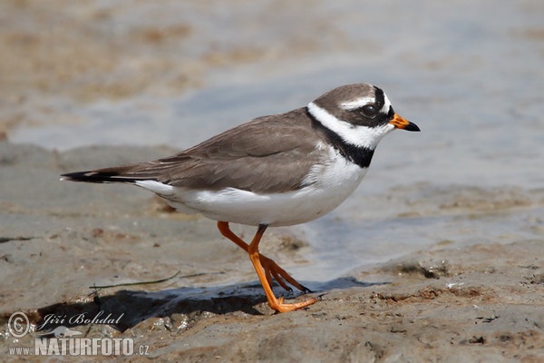 Charadrius hiaticula