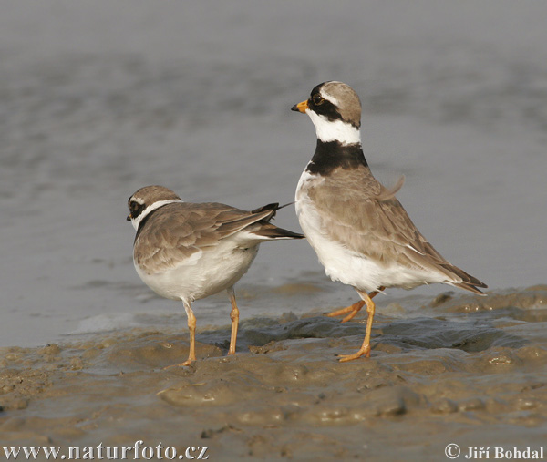 Charadrius hiaticula