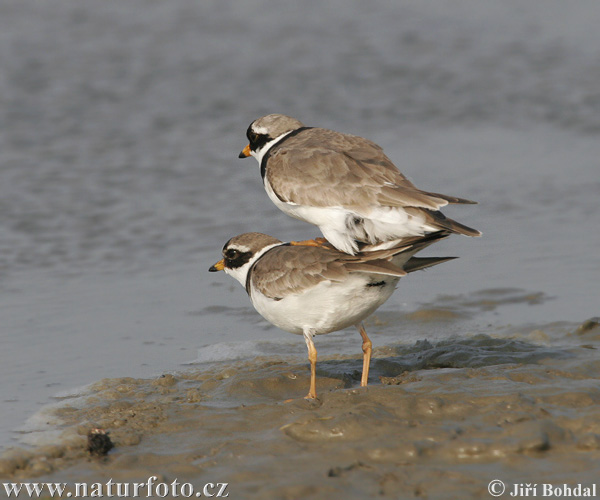 Charadrius hiaticula