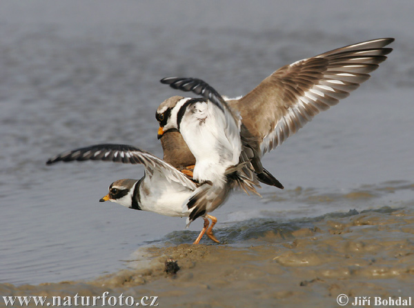 Charadrius hiaticula