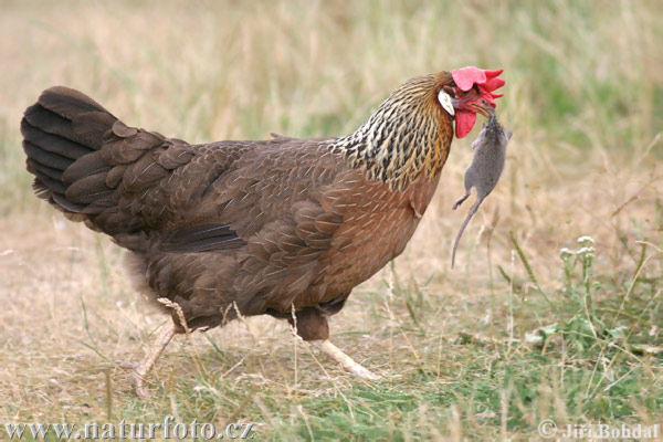 Chicken (Gallus domesticus)