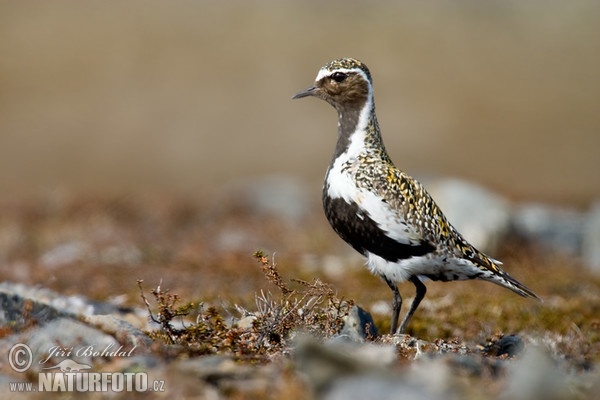 Chorlito dorado común