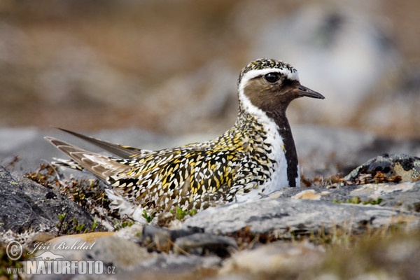 Chorlito dorado común