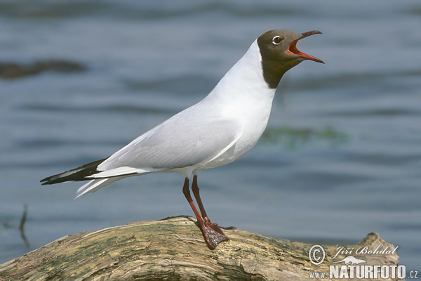 Chroicocephalus ridibundus