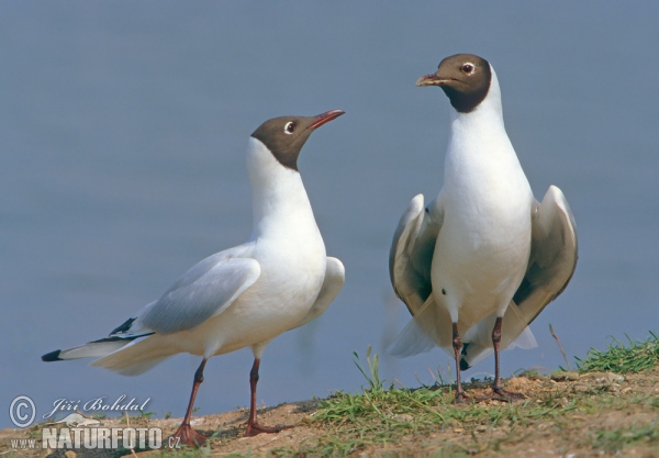 Chroicocephalus ridibundus