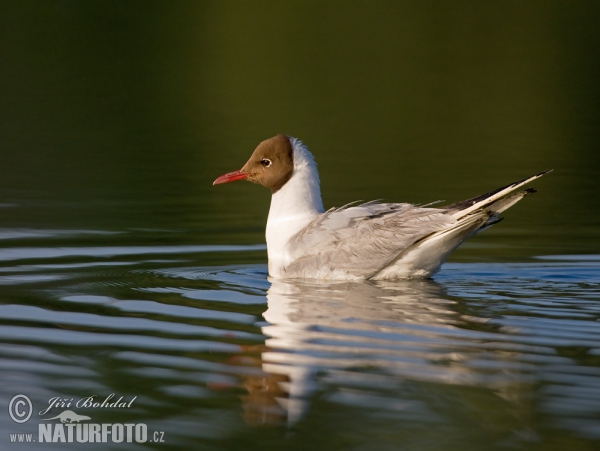 Chroicocephalus ridibundus