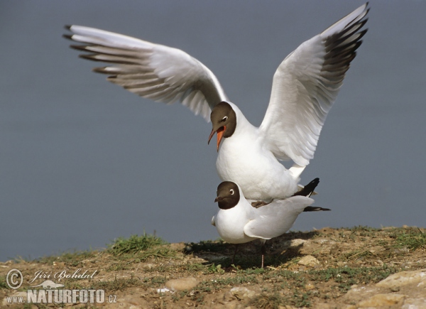 Chroicocephalus ridibundus