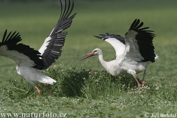 Ciconia ciconia