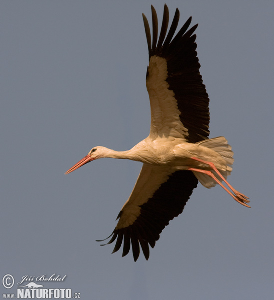 Ciconia ciconia