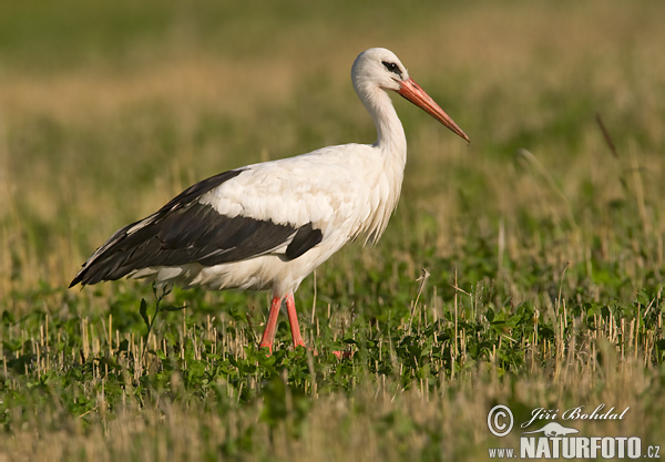 Ciconia ciconia