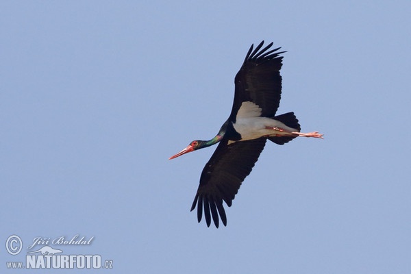 Ciconia nigra