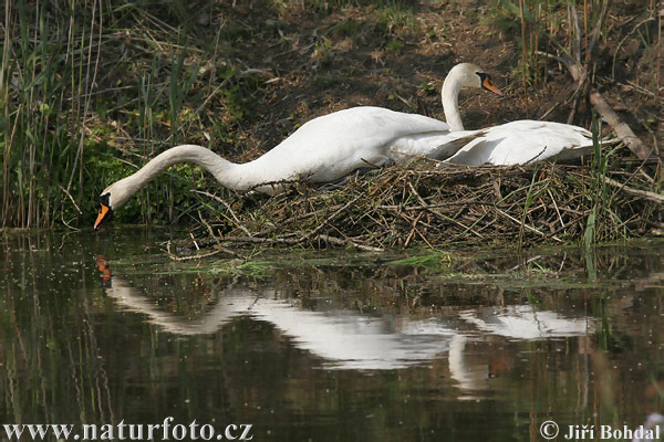 Cigne mut