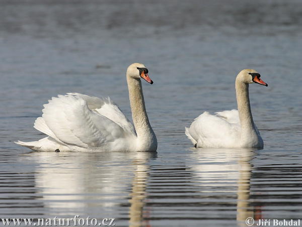 Cigne mut