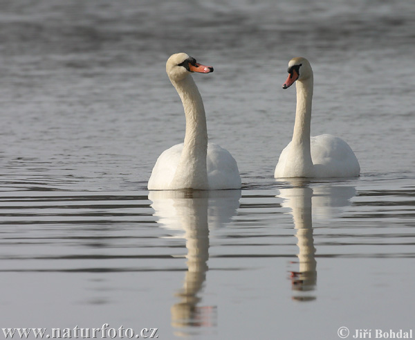 Cigne mut