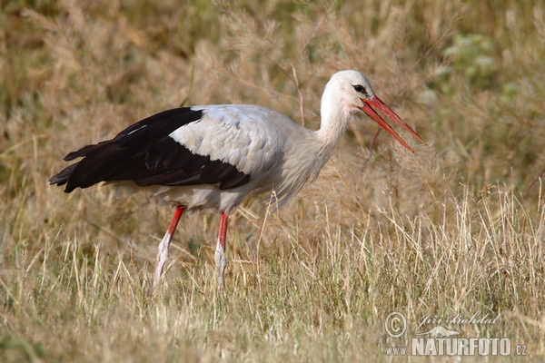 Cigogne blanche