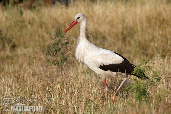 Cigogne blanche