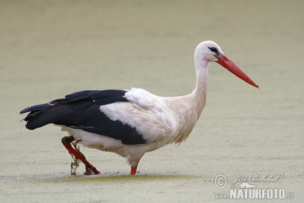 Cigogne blanche