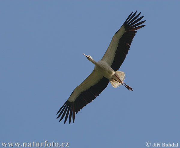 Cigogne blanche