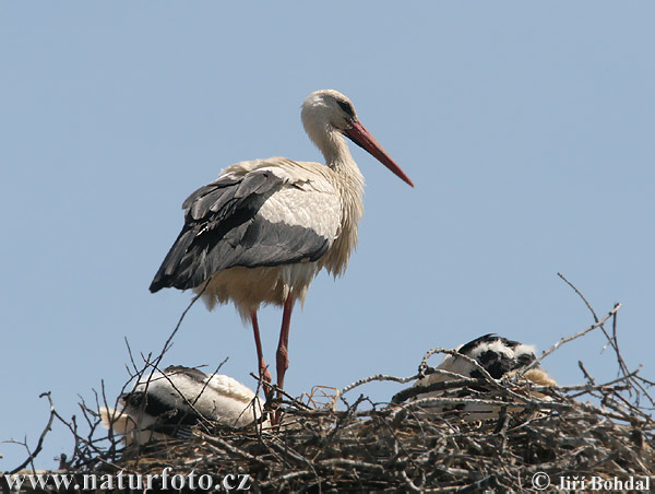 Cigogne blanche