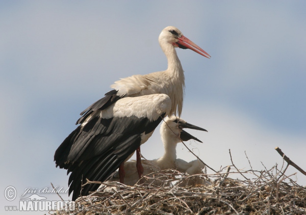 Cigogne blanche