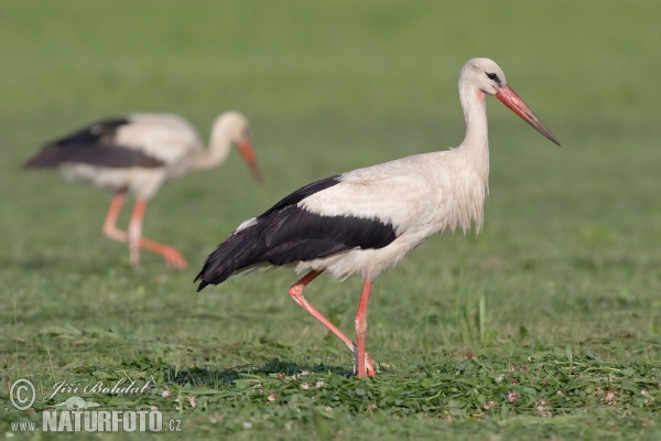 Cigogne blanche