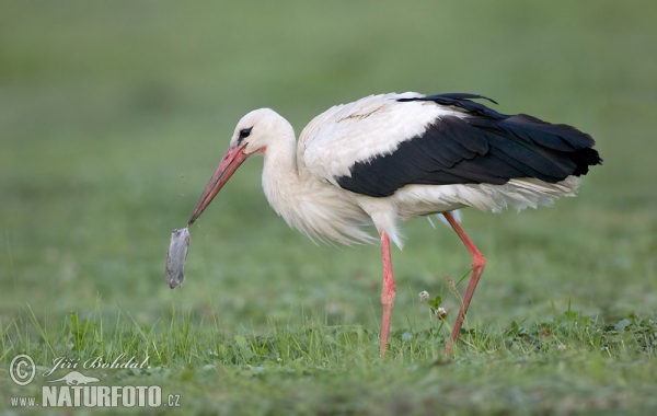 Cigogne blanche