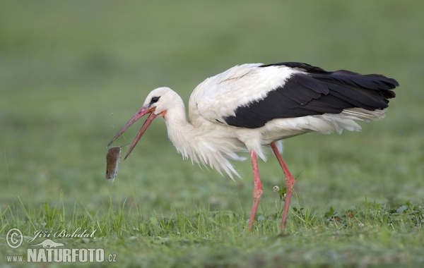 Cigogne blanche