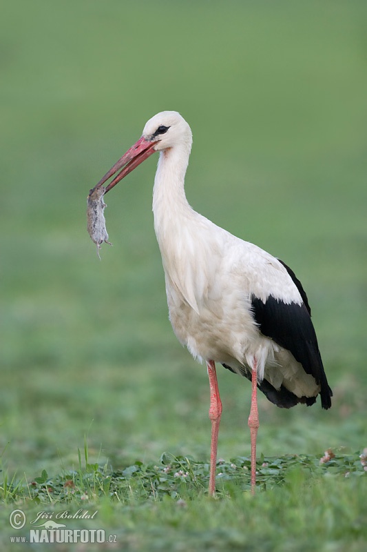 Cigogne blanche