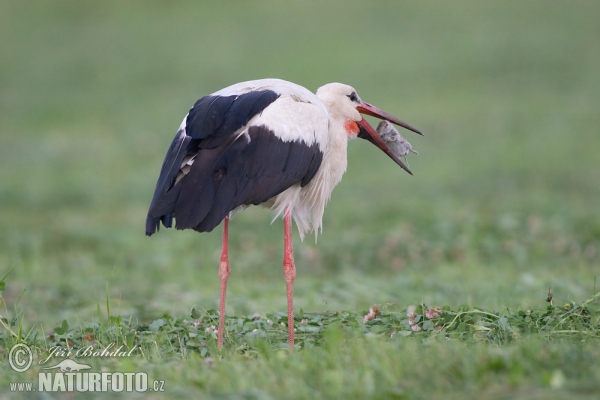 Cigogne blanche