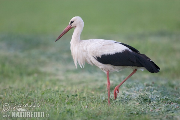 Cigogne blanche