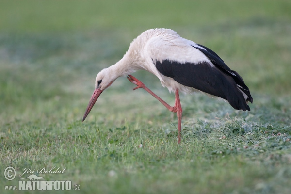 Cigogne blanche