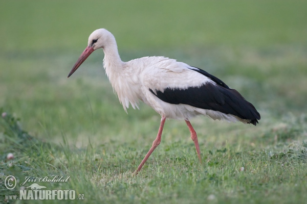 Cigogne blanche