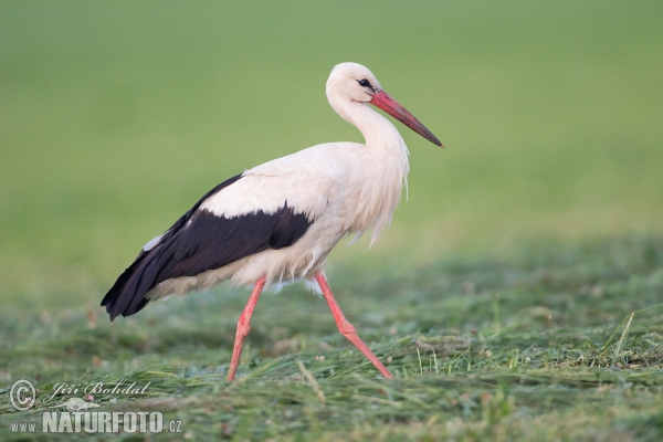 Cigogne blanche